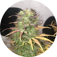 Pure Instinto Samen Autoflowering Girl Scout Kush 22% THC...
