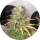 Pure Instinto Samen Autoflowering Girl Scout Kush 22% THC 1 Samen