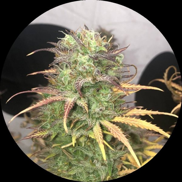 Pure Instinto Samen Autoflowering Girl Scout Kush 22% THC 3 Samen + 1 Gratis