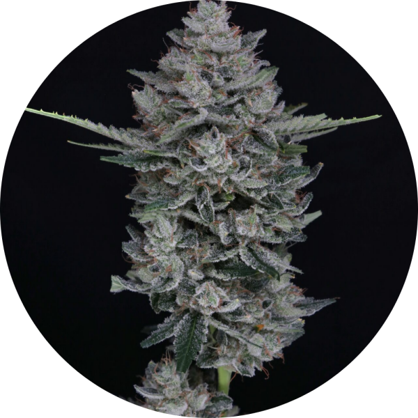 Pure Instinto Samen Autoflowering Mac2 25% THC 1 Samen