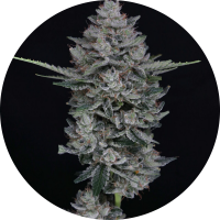Pure Instinto Samen Autoflowering Mac2 25% THC 1 Samen