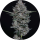 Pure Instinto Samen Autoflowering Mac2 25% THC 1 Samen