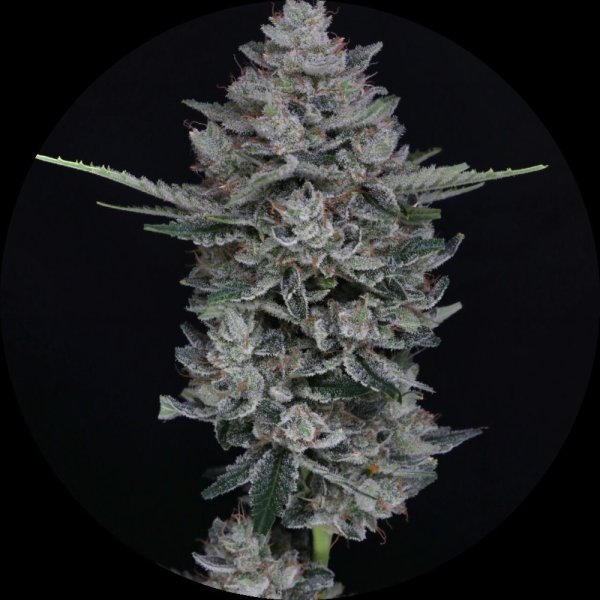 Pure Instinto Samen Autoflowering Mac2 25% THC 3 Samen + 1 Gratis