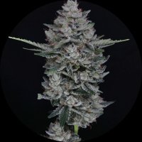 Pure Instinto Samen Autoflowering Mac2 25% THC 3 Samen +...