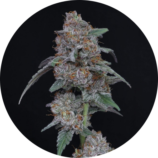Pure Instinto Samen Autoflowering Sherbacio OG 26% THC 3 Samen + 1 Gratis