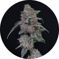 Pure Instinto Samen Autoflowering Sherbacio OG 26% THC 3...