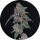 Pure Instinto Samen Autoflowering Sherbacio OG 26% THC 3 Samen + 1 Gratis