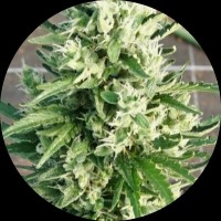 Pure Instinto Samen Autoflowering Shotgun 23% THC 1 Samen