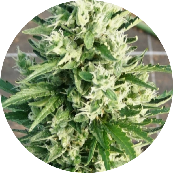 Pure Instinto Samen Autoflowering Shotgun 23% THC 3 Samen + 1 Gratis