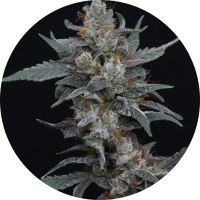 Pure Instinto Samen Autoflowering Whipped Runtz 25% THC 1...