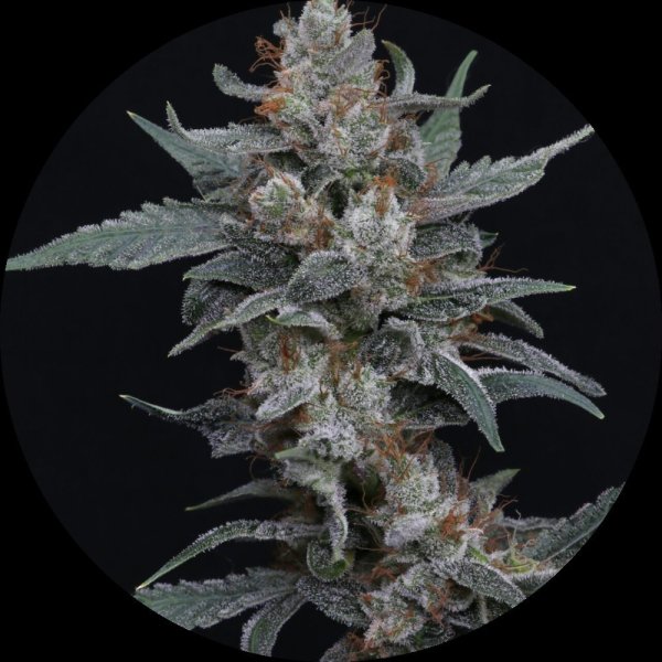 Pure Instinto Samen Autoflowering Whipped Runtz 25% THC 3 Samen + 1 Gratis