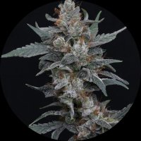 Pure Instinto Samen Autoflowering Whipped Runtz 25% THC 3...