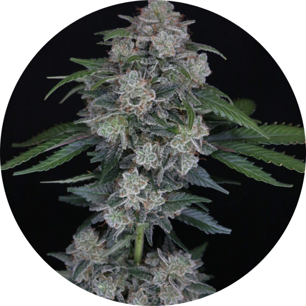 Pure Instinto Samen Autoflowering Mak OG 22% THC 1 Samen