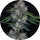 Pure Instinto Samen Autoflowering Mak OG 22% THC 1 Samen