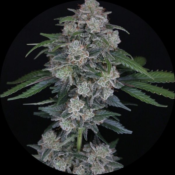 Pure Instinto Samen Autoflowering Mak OG 22% THC 3 Samen + 1 Gratis