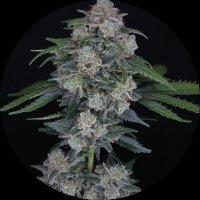 Pure Instinto Samen Autoflowering Mak OG 22% THC 3 Samen...