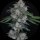Pure Instinto Samen Autoflowering Mak OG 22% THC 3 Samen + 1 Gratis