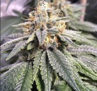 Steckling Kimbo Kush