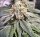 Steckling Kimbo Kush