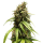 Royal Queen Seeds Orion F1 Auto (1 Samen)