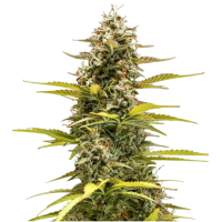 Royal Queen Seeds Samen Cosmos CBD F1 Auto (1 Samen)