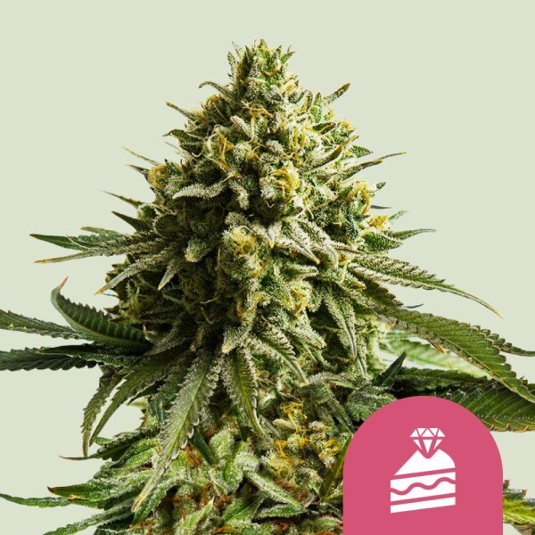 Royal Queen Seeds Samen Wedding cake feminisiert (1 Samen)