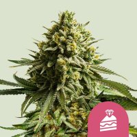 Royal Queen Seeds Samen Wedding cake feminisiert (1 Samen)
