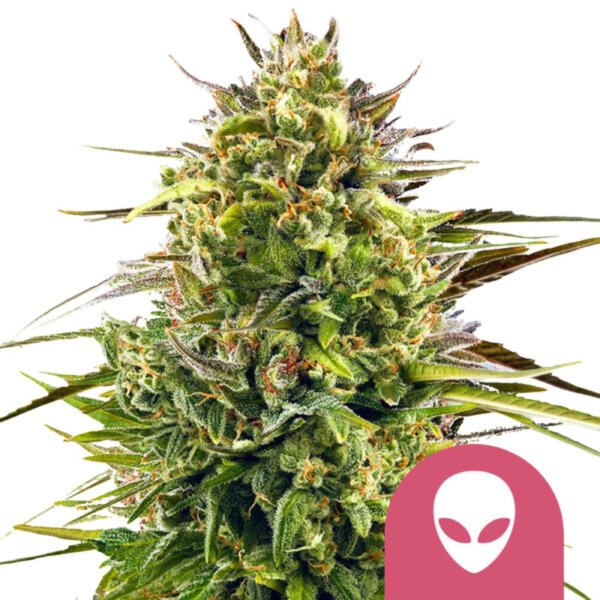 Royal Queen Seeds Samen Alien OG feminisiert (3 Samen)