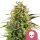 Royal Queen Seeds Samen Alien OG feminisiert (3 Samen)