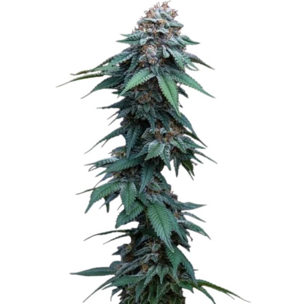 Royal Queen Seeds Samen Amnesia Haze feminisiert (3 Samen)