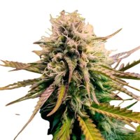 Royal Queen Seeds Samen Candy Kush Express - Fast...