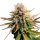 Royal Queen Seeds Samen Candy Kush Express - Fast feminisiert (3 Samen)