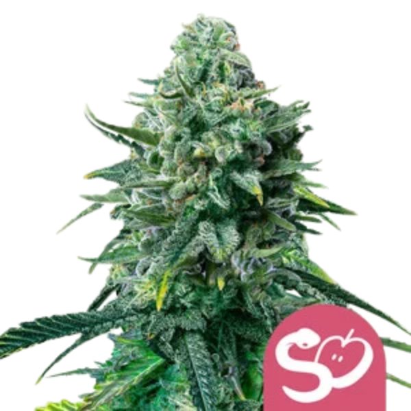 Royal Queen Seeds Samen Forbidden Fruit feminisiert - 3 Samen
