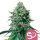 Royal Queen Seeds Samen Forbidden Fruit feminisiert - 3 Samen