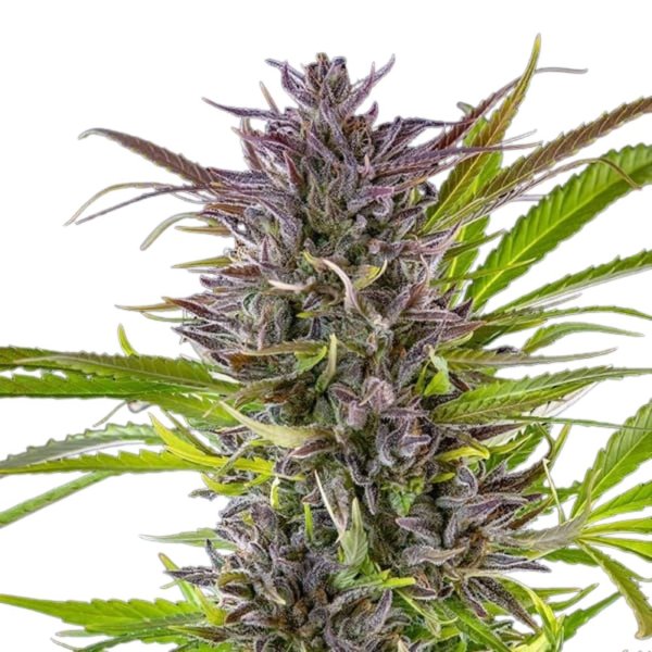 Royal Queen Seeds Samen Green Gelato feminisiert (3 Samen)
