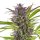 Royal Queen Seeds Samen Green Gelato feminisiert (3 Samen)