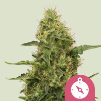 Royal Queen Seeds Samen Northern Light feminisiert (3 Samen)