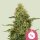 Royal Queen Seeds Samen Northern Light feminisiert (3 Samen)