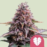 Royal Queen Seeds Samen Pink Mist feminisiert (3 Samen)