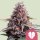 Royal Queen Seeds Samen Pink Mist feminisiert (3 Samen)