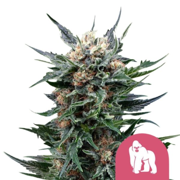 Royal Queen Seeds Samen Royal Gorilla feminisiert (3 Samen)