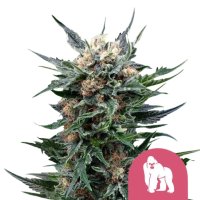 Royal Queen Seeds Samen Royal Gorilla feminisiert (3 Samen)