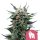 Royal Queen Seeds Samen Royal Gorilla feminisiert (3 Samen)