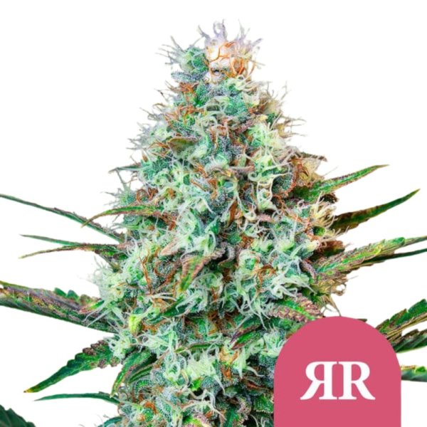 Royal Queen Seeds Samen Royal Runtz feminisiert (3 Samen)
