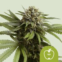 Royal Queen Seeds Samen Apple Fritter Auto (1 Samen)