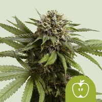 Royal Queen Seeds Samen Apple Fritter Auto (1 Samen)