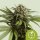 Royal Queen Seeds Samen Apple Fritter Auto (1 Samen)