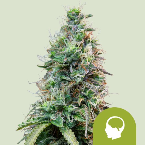 Royal Queen Seeds Samen Amnesia Haze Auto (3 Samen)