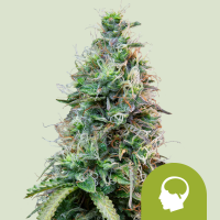 Royal Queen Seeds Samen Amnesia Haze Auto (3 Samen)