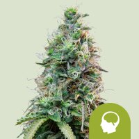 Royal Queen Seeds Samen Amnesia Haze Auto (3 Samen)